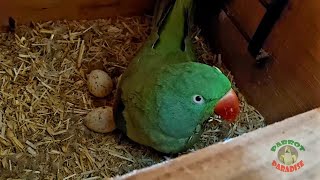 Indian Ringneck and Alexandrine Parrot Breeding First Time [upl. by Oberg]