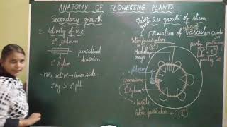 Anatomy of flowering plants  Secondary growth of Dicot stem Part 2 [upl. by Yorgen]