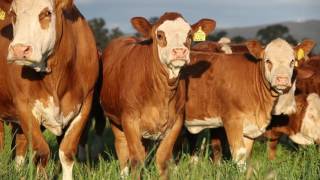 Simmental Large Corporate video [upl. by Aysab]