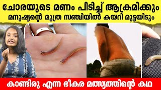 നിങ്ങൾ അറിഞ്ഞിരിക്കേണ്ട ഒരൊന്നൊന്നര മത്സ്യം  കാണ്ടിരു എന്ന വമ്പന്റെ കഥ  Facts about candiru [upl. by Brower522]