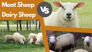 Best Sheep Breeds Meat Sheep Breeds vs Milking Sheep Breeds [upl. by Merari]