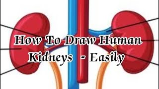 educationsciencebiologyfigurekidneys How To Draw Human Kidneys  Easily draw in 5 minutes [upl. by Frasquito]