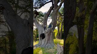 Harry Potter Tree  The most famous Tree harrypottermagicalfunnyimaginativefrightening [upl. by Hercules]