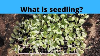 What is the term seedling mean [upl. by Rotberg]