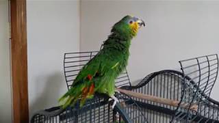 Gabby orange winged Amazon Parrot talking and having fun [upl. by Sifan32]