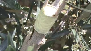 Tilqim tażżebbuġ bilKuruna Olive tree grafting [upl. by Nelson]