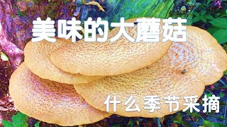 Dryads Saddle可以吃的野生菌 VS野生三文鱼什么树上长宽鳞多孔菌有几种三文鱼可以钓 [upl. by Kieger493]