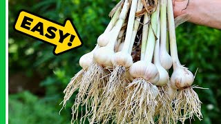 How To Grow Garlic And Get A HUGE Harvest [upl. by Ybroc46]