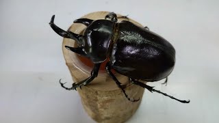 Giant and heaviest alive beetle in the world  Megasoma actaeon [upl. by Gord]