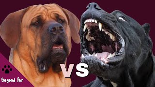 Tosa Inu vs Cane CorsoResult May be Unpredictable [upl. by Kcirdet262]