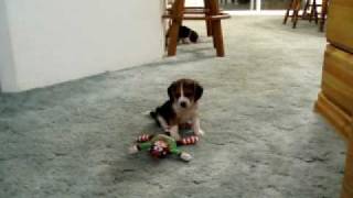 Beagle Puppies 2 [upl. by Nileek]