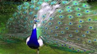 ♡ █▄̲̅o̲̅♥̲̅e̲̅ ♡ PIED PEACOCK •¸¸ ི♥ྀ [upl. by Gram]