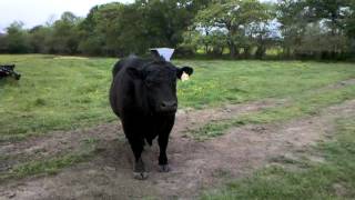 Did you know a Bull sounds like this Listen until 27 second mark [upl. by Varien815]