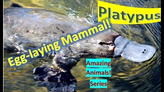 Platypus facts 🐊 Duckbilled Platypus 🐊 one of five species of mammals lay eggs native to 🇦🇺 [upl. by Angelique]