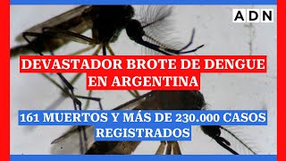 Devastador brote histórico de Dengue en Argentina 161 muertos y más de 230000 casos registrados [upl. by Boutis]