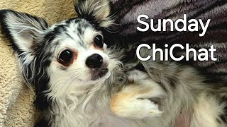 Chihuahua Dog Life is live [upl. by Amary892]