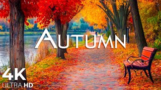 Enchanting Autumn Forests with Beautiful Piano Music🍁4K Autumn Ambience amp Fall Foliage 23 [upl. by Soigroeg]