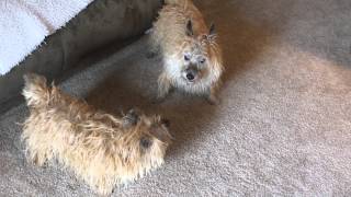 Cairn Terriers after bath antics [upl. by Delle]