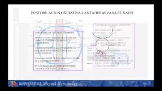 Lec007 Fosforilación Oxidativa II umh1024 [upl. by Comfort]