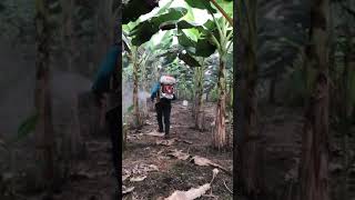 Fertilización foliar y control de Sigatoka Plátano [upl. by Artemus304]