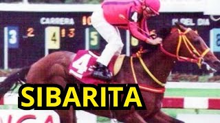 5 VICTORIAS claves que consagró a SIBARITA en lo mas ALTO del Hipismo Nacional Increíble Caballo [upl. by Ataliah]