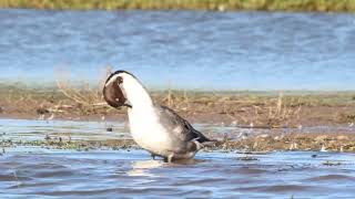 Pintail Duck [upl. by Yves357]