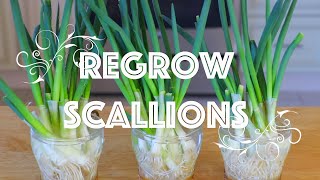 How to Regrow Scallions in Water CiCi Li  Asian Home Cooking Recipes [upl. by Anaytat]