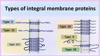 Types of integral membrane proteins [upl. by Ahsai]