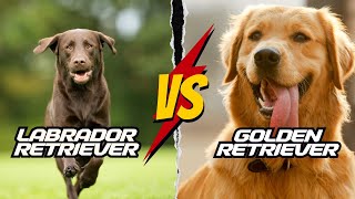 Labrador Retriever vs Golden Retriever A Comprehensive Comparison [upl. by Laspisa]