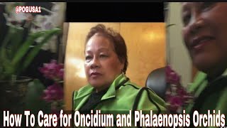 How To Grow amp Care for Oncidium amp Phalaenopsis Orchids Full Bloom orchids oncidium Phalaenopsis [upl. by Stempien]