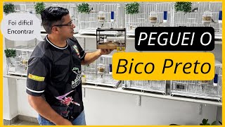 PEGUEI O COLEIRO BICO PRETO [upl. by Bradwell]