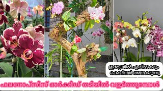 How to repot phalaenopsis orchids on woodഇനിയെല്ലാവർക്കും ഈസിയായിdhanyaorchids phalaenopsis [upl. by Petey802]