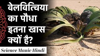 ये पोधा नहीं सुखेगा  Welwitschia plant  सबसे लम्बी लाइफ [upl. by Phillip]