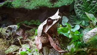 Malayan Horned Frog  Reptopia Singapore Zoo [upl. by Vez]