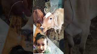 Cow video cow cowvideos cows [upl. by Niwred]