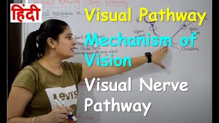 Pathway of Vision in Hindi  Visual Nerve Pathway  Mechanism of Vision [upl. by Lehar817]