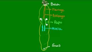 Sistema digestório dos Anelídeos  Zoologia  Biologia [upl. by Sirahs813]