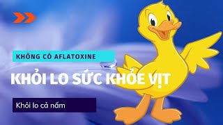 Độc tố nguy hiểm Aflatoxine [upl. by Bastien]