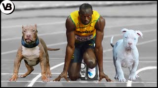 These Dogs Can Run Faster Than Usain Bolt [upl. by Anastasie]