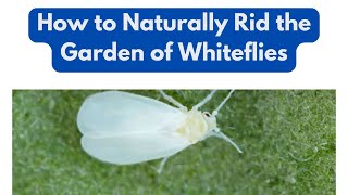 How to Naturally Rid the Garden of Whitefly [upl. by Kcod]