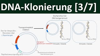 Klonierung  DNAKlonierung Gentechnik 37 [upl. by Tai227]