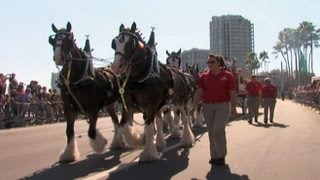 Person of the Week Budweiser Clydesdales Team [upl. by Nickerson]