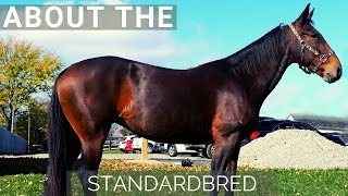 About the Standardbred [upl. by Avin285]