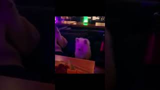 Live footage of Toby Fox at a restaurant undertale dog undertaleanniversary tobyfox [upl. by Oilenroc271]