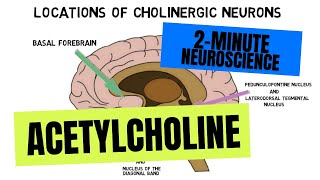 2Minute Neuroscience Acetylcholine [upl. by Zebada]