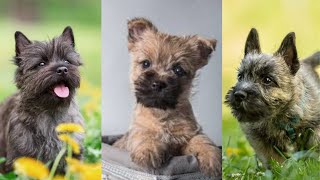 Cairn terrier  Funny and Cute dog video compilation in 2022 [upl. by Ahsiram]