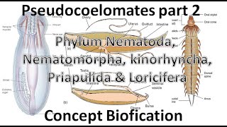 Phylum Nematoda Nematomorpha Kinorhyncha Priapulida and Loricifera UrduHindi [upl. by Lalat]