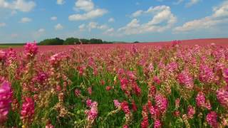 Sainfoin Field [upl. by Lsil538]