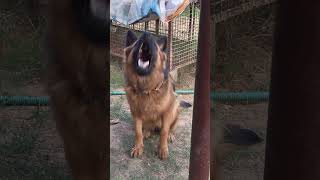 Gsd barking youtubeshorts [upl. by Ettenig874]