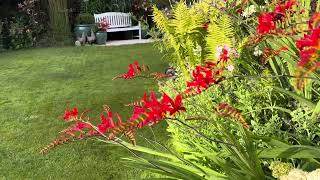 Crocosmia sáfrányfű [upl. by Lane710]